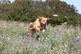 GOLDEN RETRIEVER 167